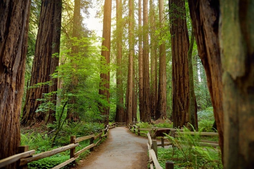Cosa Vedere a San Francisco Muir Woods