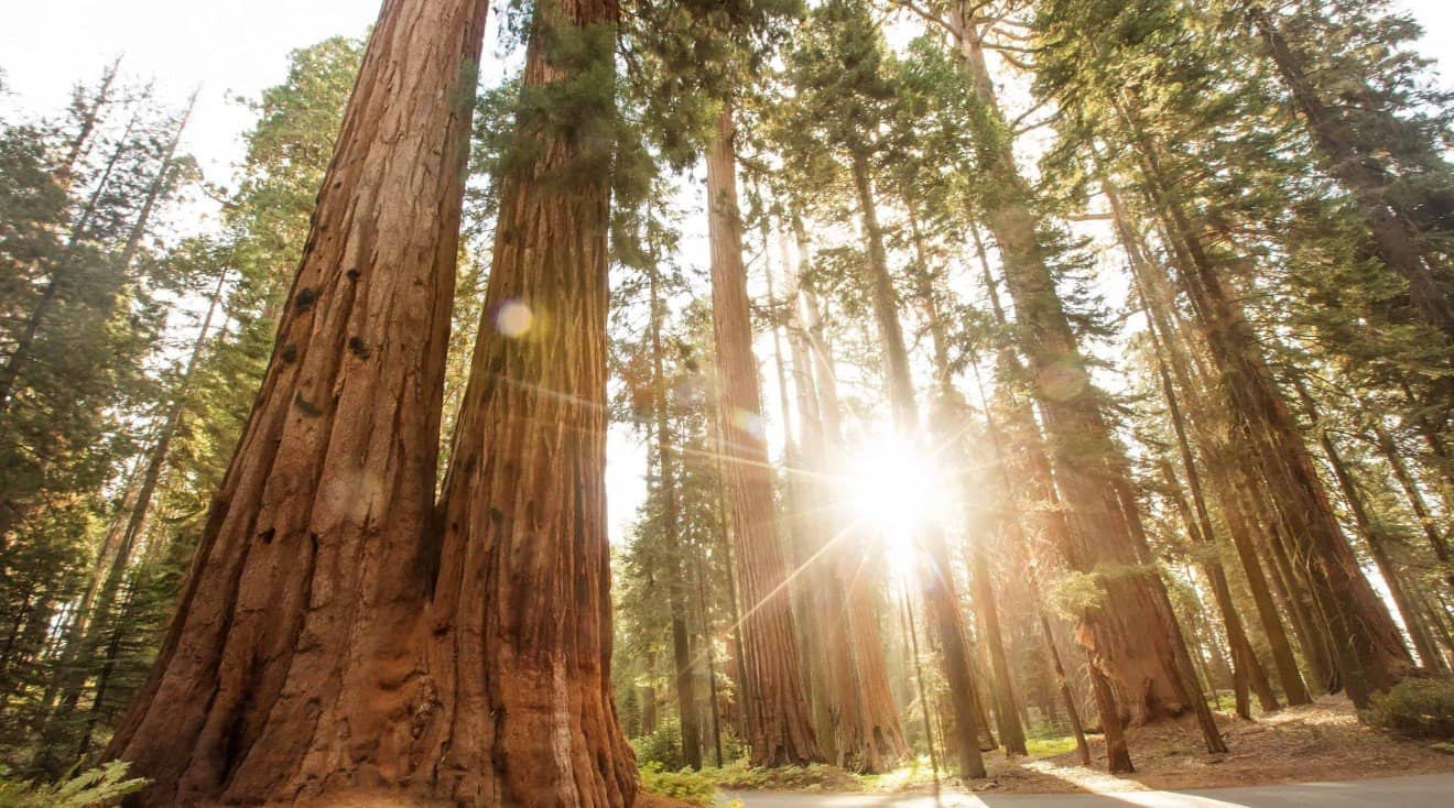 Sequoia-National-Park