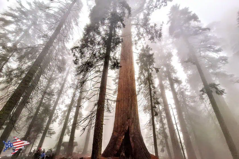 Sequoia National Park - Generale Sherman nella nebbia