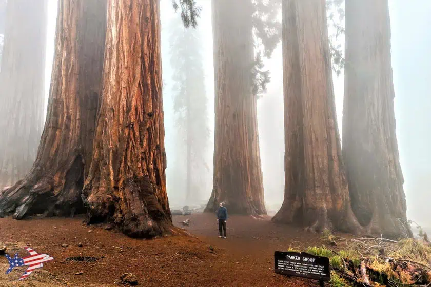 Sequoia National Park - Parker Group