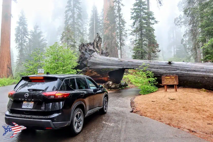 Sequoia National Park - Tunnel Log