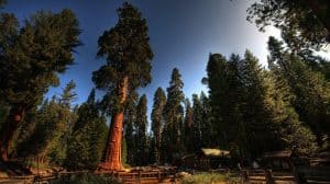 Viaggio a Sequoia National Park