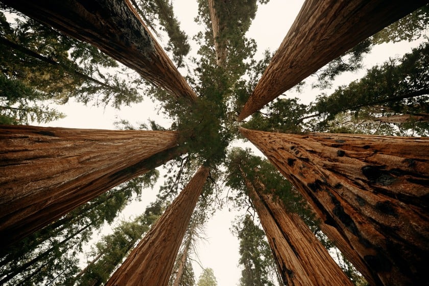 cos'è il sequoia national park