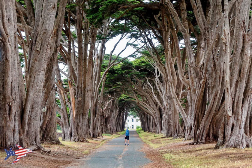 Cypress Tree Tunnel
