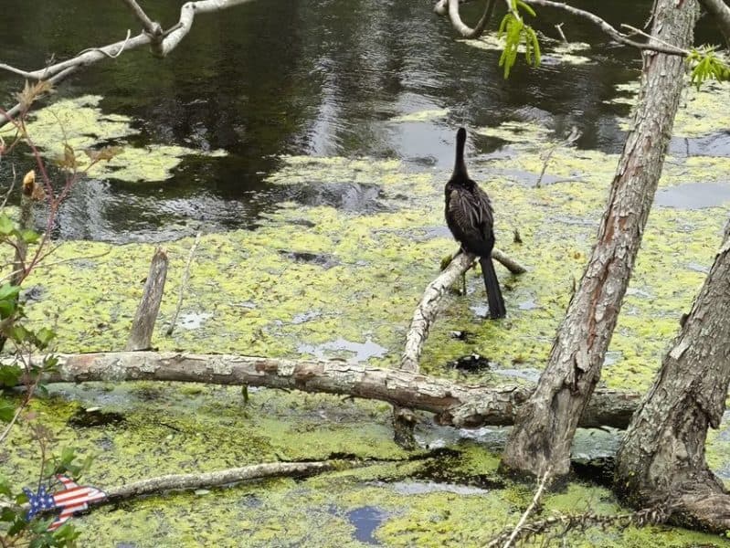 City Park Bayou