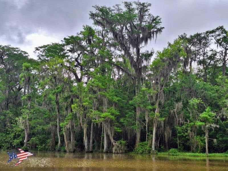 tour paludi new orleans