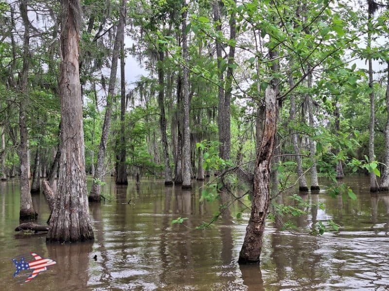 honey island swamp tour