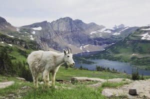 Glacier National Park