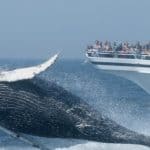 whale watching provincetown