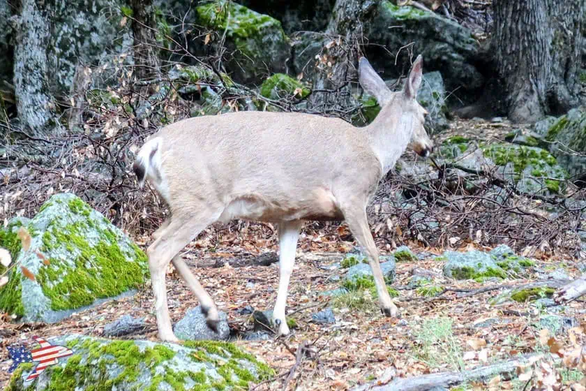 Lower Yosemite Falls trail - cervo mulo 2