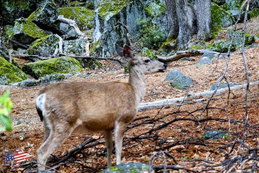 Lower Yosemite Falls trail - cervo mulo 3