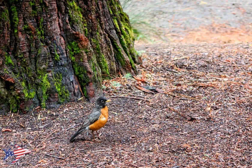 Lower Yosemite Falls trail - pettirosso americano