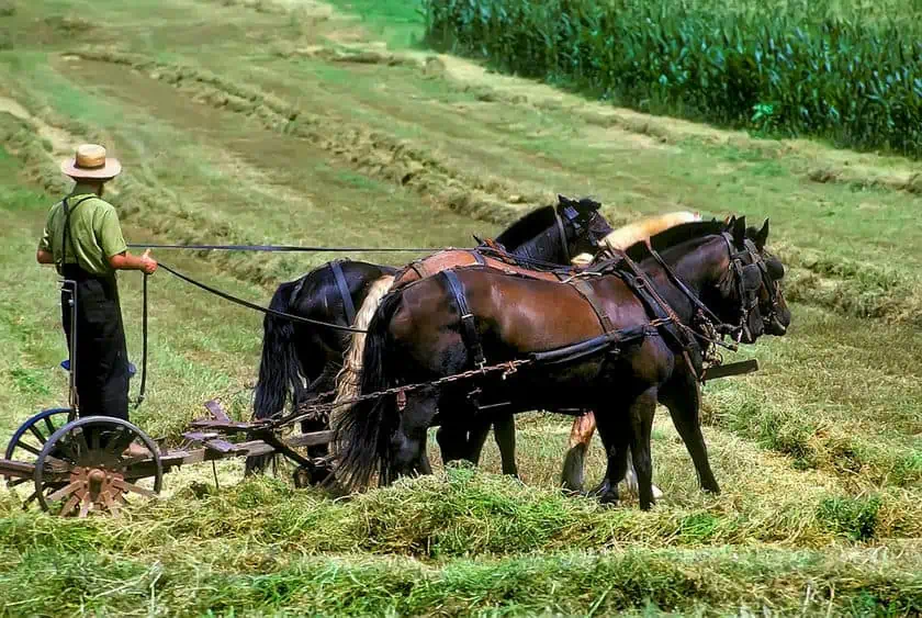 Shipshewana Amish cavalli