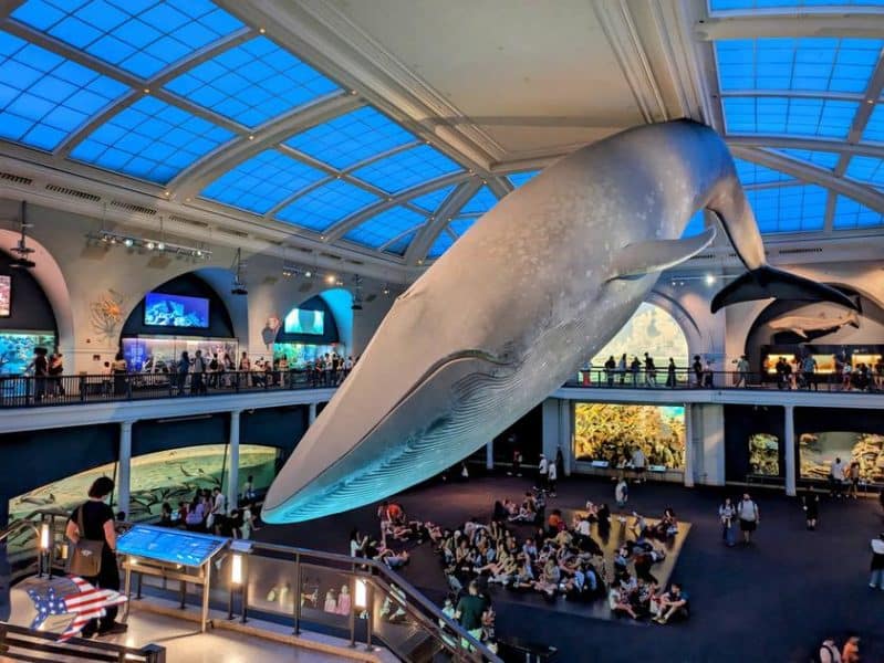 american museum of natural history balena