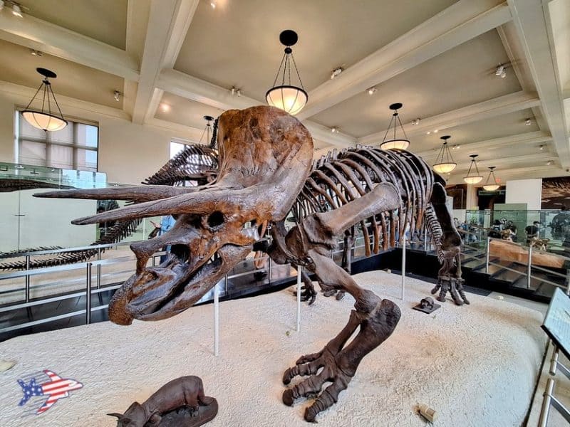 american museum of natural history dinosauri