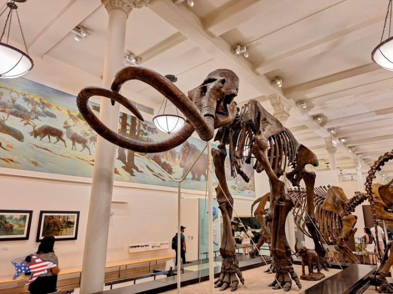 american museum of natural history mammut