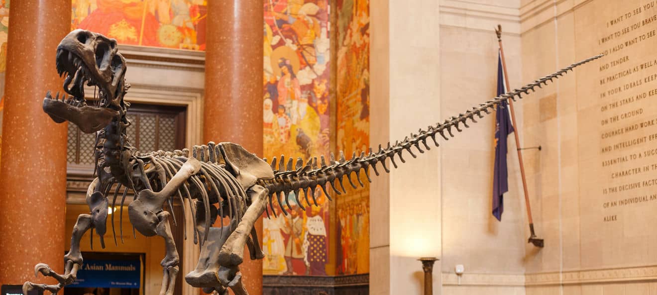 American Museum of Natural History New York cosa Vedere