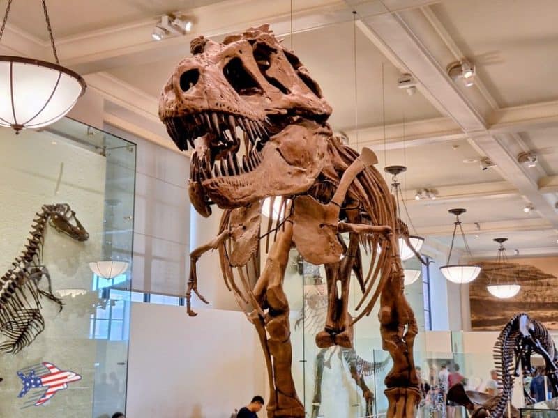 american museum of natural history t-rex