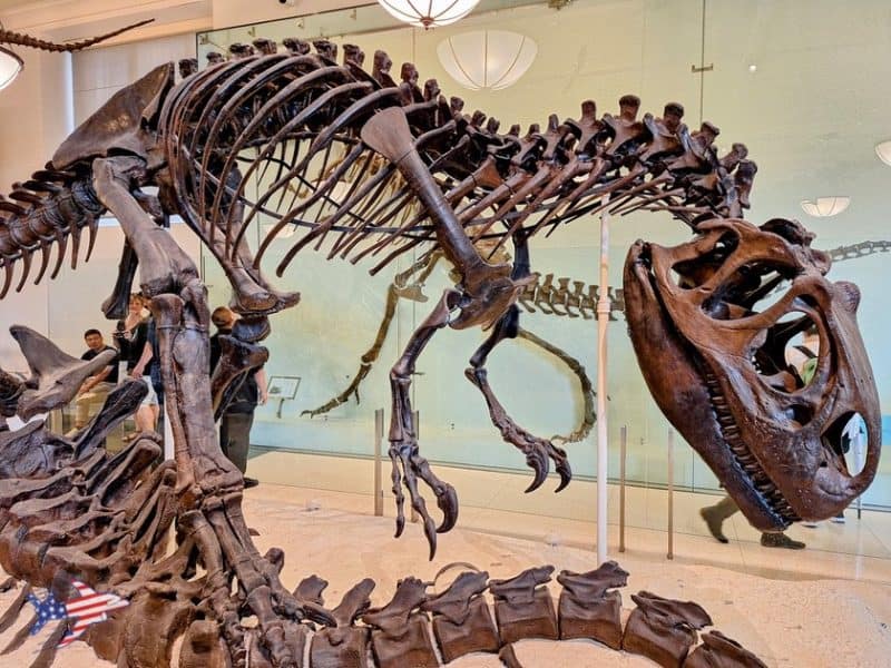 dinosauri museo storia naturale new york