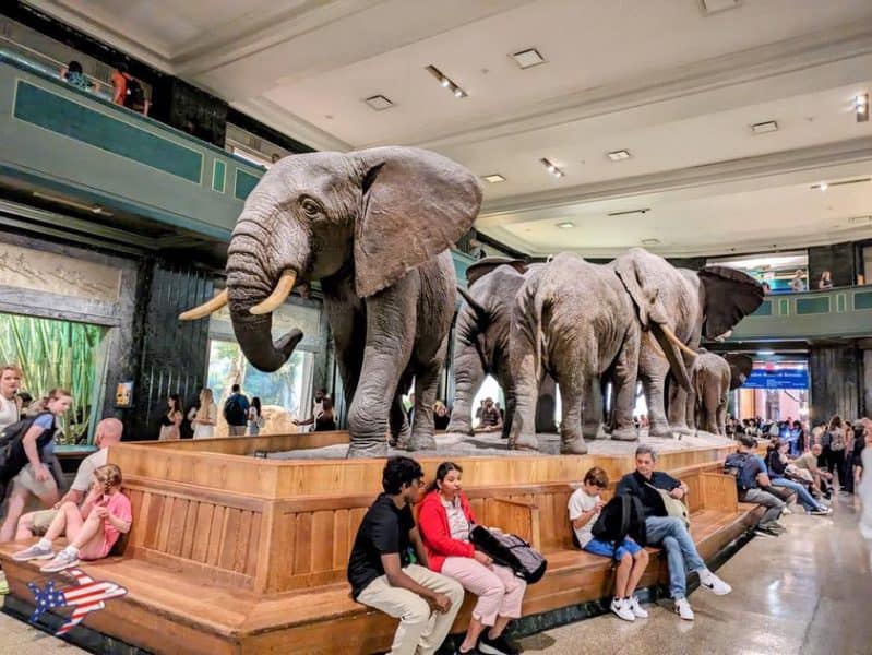 museo storia naturale a new york