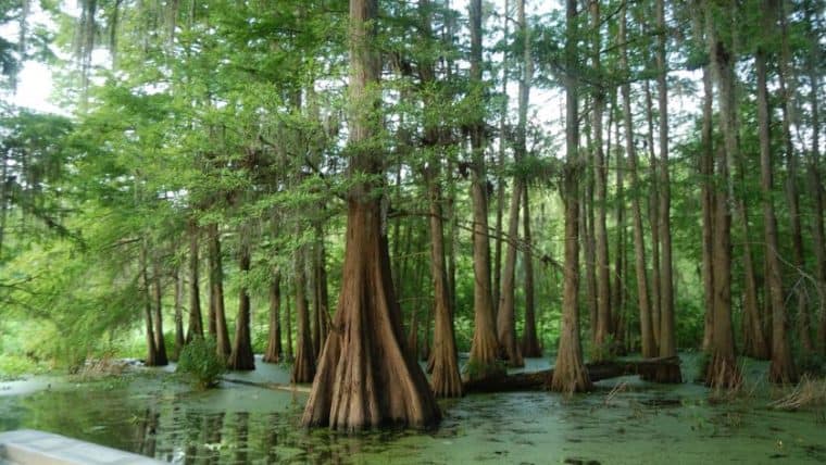 Louisiana Cosa Vedere