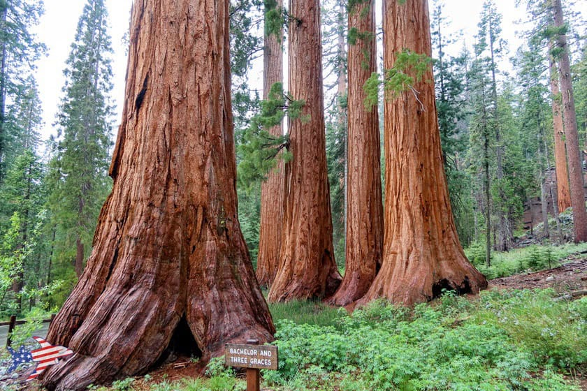 Mariposa Grove - Bachelor and Three Graces