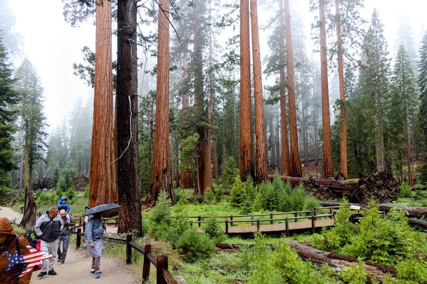 Mariposa Grove - Big Trees Loop Trail 1