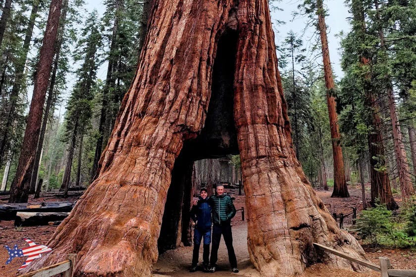 Mariposa Grove - California Tunnel Tree