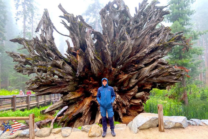 Mariposa Grove - Fallen Monarch con Andrea Cuminatto