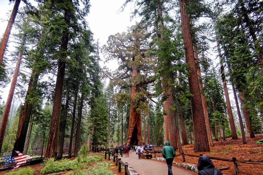 Mariposa Grove - Grizzly Giant Loop Trail