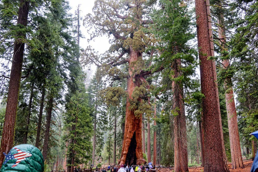 Mariposa Grove - Grizzly Giant