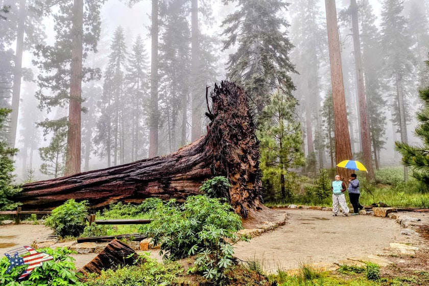 Mariposa Grove - Sequoia caduta
