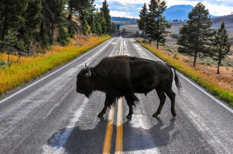bisonte-yellowstone