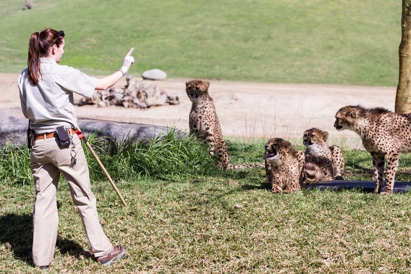 zoo safari park orari san diego
