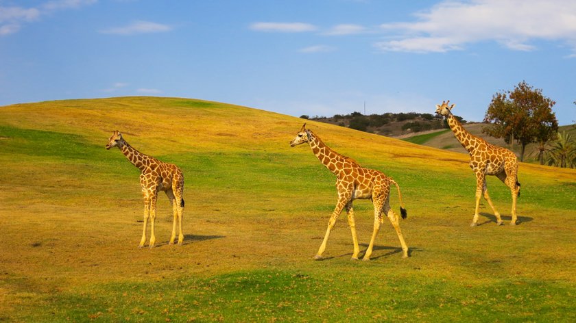 San Diego Zoo safari park