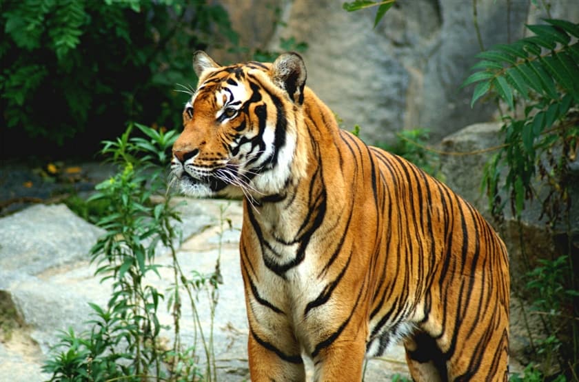 San Diego Zoo prezzi