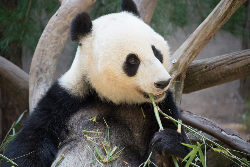 San Diego Zoo