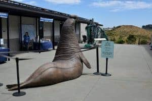 Marin Mammal Center