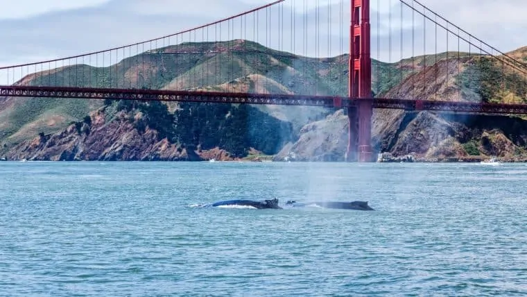 Whale watching California