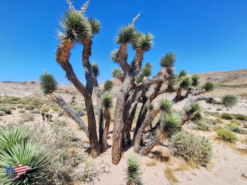 Red Cliffs Trail