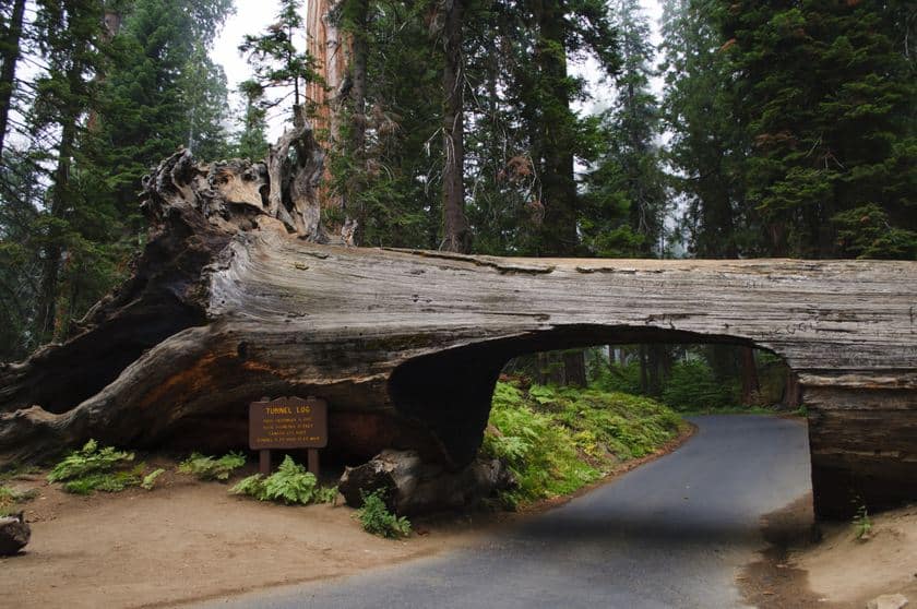 tunnel-log-sequoia