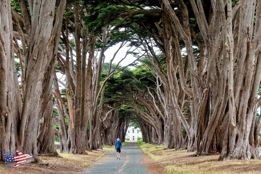 Point Reyes - Cypress Tunnel Tree 2