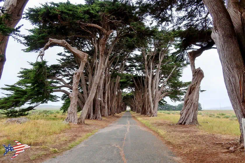 Point Reyes - Cypress Tunnel Tree 3