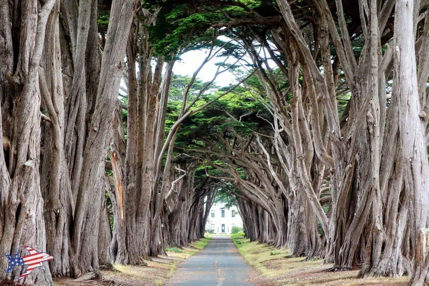 Point Reyes - Cypress Tunnel Tree