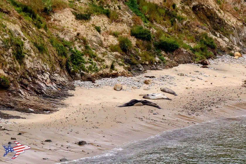 Point Reyes - Elephant Seal Overlook - Elefanti Marini