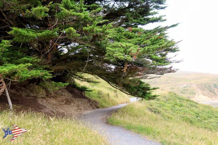 Point Reyes - Elephant Seal Overlook trail