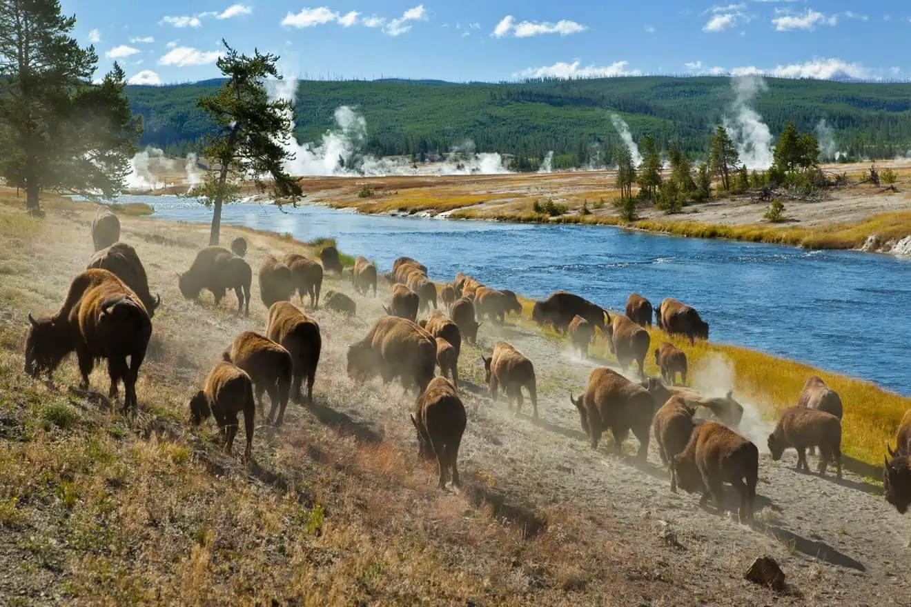 Yellowstone National Park: guida al parco nazionale più antico d'America