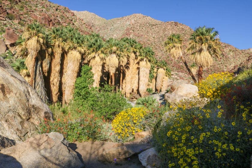 Anza Borrego trail