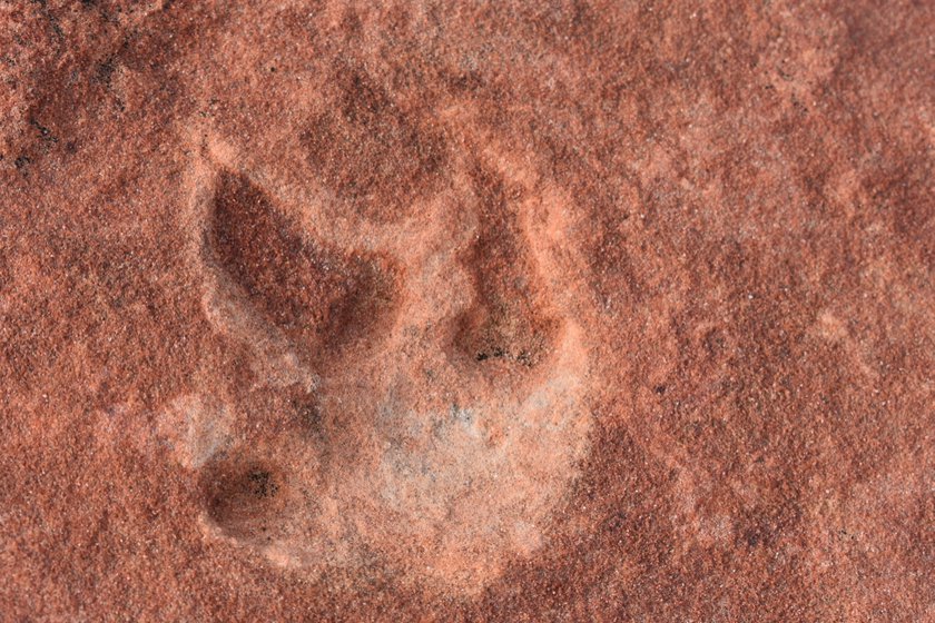 dinosaur tracks the wave