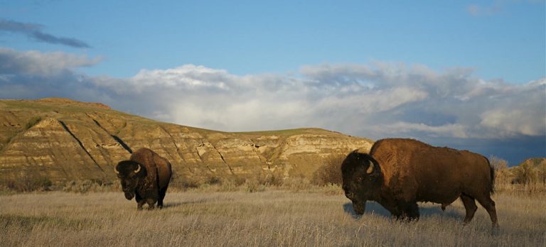 Copertina diario di viaggio Real America bisonti